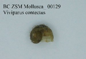  (Viviparus contectus - BC ZSM Mollusca_ 00129)  @11 [ ] CreativeCommons - Attribution Non-Commercial Share-Alike (2010) Stefan Schmidt SNSB, Zoologische Staatssammlung Muenchen