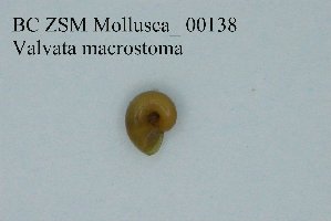  (Valvata macrostoma - BC ZSM Mollusca_ 00138)  @12 [ ] CreativeCommons - Attribution Non-Commercial Share-Alike (2010) Stefan Schmidt SNSB, Zoologische Staatssammlung Muenchen
