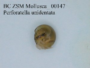  (Perforatella unidentata - BC ZSM Mollusca_ 00147)  @13 [ ] CreativeCommons - Attribution Non-Commercial Share-Alike (2010) Stefan Schmidt SNSB, Zoologische Staatssammlung Muenchen