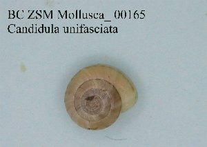  ( - BC ZSM Mollusca_ 00165)  @12 [ ] CreativeCommons - Attribution Non-Commercial Share-Alike (2010) Stefan Schmidt SNSB, Zoologische Staatssammlung Muenchen