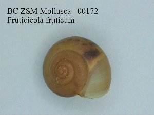  ( - BC ZSM Mollusca_ 00172)  @11 [ ] CreativeCommons - Attribution Non-Commercial Share-Alike (2010) Stefan Schmidt SNSB, Zoologische Staatssammlung Muenchen