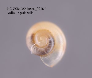  ( - BC ZSM Mollusca_ 00184)  @12 [ ] CreativeCommons - Attribution Non-Commercial Share-Alike (2010) Stefan Schmidt SNSB, Zoologische Staatssammlung Muenchen