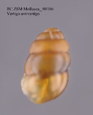  (Vertigo antivertigo - BC ZSM Mollusca_ 00186)  @12 [ ] CreativeCommons - Attribution Non-Commercial Share-Alike (2010) Stefan Schmidt SNSB, Zoologische Staatssammlung Muenchen