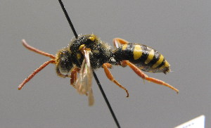  (Nomada fulvicornis - BC ZSM HYM 00528)  @15 [ ] CreativeCommons - Attribution Non-Commercial Share-Alike (2010) Stefan Schmidt SNSB, Zoologische Staatssammlung Muenchen
