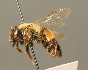  (Andrena nigroaenea - BC ZSM HYM 00249)  @13 [ ] CreativeCommons - Attribution Non-Commercial Share-Alike (2010) Stefan Schmidt SNSB, Zoologische Staatssammlung Muenchen