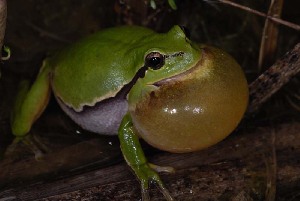  (Hyla arborea - BC ZSM HERP 00154)  @14 [ ] CreativeCommons - Attribution Non-Commercial Share-Alike (2010) Stefan Schmidt SNSB, Zoologische Staatssammlung Muenchen