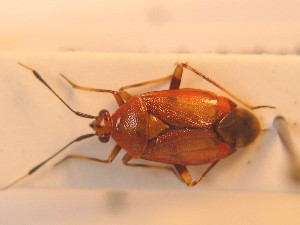  ( - BFB_Heteroptera_Schmolke_123)  @11 [ ] CreativeCommons - Attribution Non-Commercial Share-Alike (2012) SNSB, Zoologische Staatssammlung Muenchen SNSB, Zoologische Staatssammlung Muenchen
