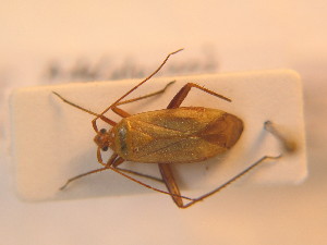  ( - BFB_Heteroptera_Schmolke_137)  @13 [ ] CreativeCommons - Attribution Non-Commercial Share-Alike (2012) SNSB, Zoologische Staatssammlung Muenchen SNSB, Zoologische Staatssammlung Muenchen