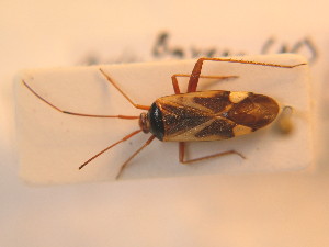  (Adelphocoris reichelii - BFB_Heteroptera_Schmolke_139)  @13 [ ] CreativeCommons - Attribution Non-Commercial Share-Alike (2012) SNSB, Zoologische Staatssammlung Muenchen SNSB, Zoologische Staatssammlung Muenchen