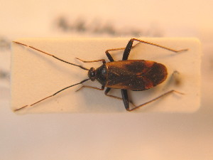  ( - BFB_Heteroptera_Schmolke_142)  @11 [ ] CreativeCommons - Attribution Non-Commercial Share-Alike (2012) SNSB, Zoologische Staatssammlung Muenchen SNSB, Zoologische Staatssammlung Muenchen