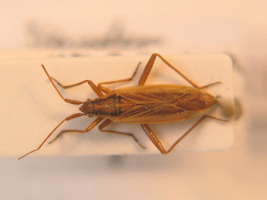  (Stenodema holsata - BFB_Heteroptera_Schmolke_151)  @14 [ ] CreativeCommons - Attribution Non-Commercial Share-Alike (2012) SNSB, Zoologische Staatssammlung Muenchen SNSB, Zoologische Staatssammlung Muenchen