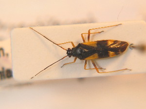  ( - BFB_Heteroptera_Schmolke_0193)  @11 [ ] CreativeCommons - Attribution Non-Commercial Share-Alike (2012) SNSB, Zoologische Staatssammlung Muenchen SNSB, Zoologische Staatssammlung Muenchen