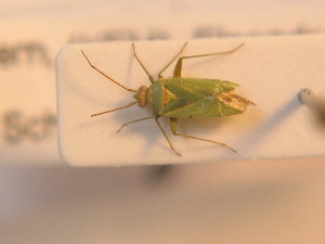  ( - BFB_Heteroptera_Schmolke_0244)  @11 [ ] CreativeCommons - Attribution Non-Commercial Share-Alike (2012) SNSB, Zoologische Staatssammlung Muenchen SNSB, Zoologische Staatssammlung Muenchen