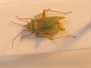  ( - BFB_Heteroptera_Schmolke_0245)  @11 [ ] CreativeCommons - Attribution Non-Commercial Share-Alike (2012) SNSB, Zoologische Staatssammlung Muenchen SNSB, Zoologische Staatssammlung Muenchen