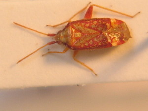  ( - BFB_Heteroptera_Schmolke_0252)  @12 [ ] CreativeCommons - Attribution Non-Commercial Share-Alike (2012) SNSB, Zoologische Staatssammlung Muenchen SNSB, Zoologische Staatssammlung Muenchen