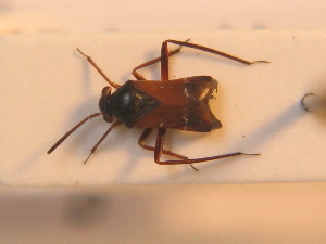  ( - BFB_Heteroptera_Schmolke_0255)  @12 [ ] CreativeCommons - Attribution Non-Commercial Share-Alike (2012) SNSB, Zoologische Staatssammlung Muenchen SNSB, Zoologische Staatssammlung Muenchen
