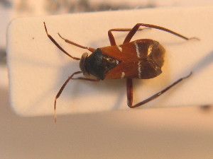  ( - BFB_Heteroptera_Schmolke_0256)  @11 [ ] CreativeCommons - Attribution Non-Commercial Share-Alike (2012) SNSB, Zoologische Staatssammlung Muenchen SNSB, Zoologische Staatssammlung Muenchen