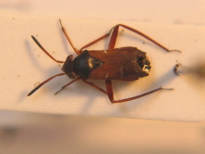  ( - BFB_Heteroptera_Schmolke_0257)  @12 [ ] CreativeCommons - Attribution Non-Commercial Share-Alike (2012) SNSB, Zoologische Staatssammlung Muenchen SNSB, Zoologische Staatssammlung Muenchen
