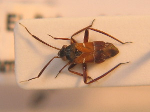  (Pilophorus cinnamopterus - BFB_Heteroptera_Schmolke_0258)  @14 [ ] CreativeCommons - Attribution Non-Commercial Share-Alike (2012) SNSB, Zoologische Staatssammlung Muenchen SNSB, Zoologische Staatssammlung Muenchen