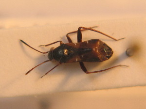 ( - BFB_Heteroptera_Schmolke_0259)  @11 [ ] CreativeCommons - Attribution Non-Commercial Share-Alike (2012) SNSB, Zoologische Staatssammlung Muenchen SNSB, Zoologische Staatssammlung Muenchen