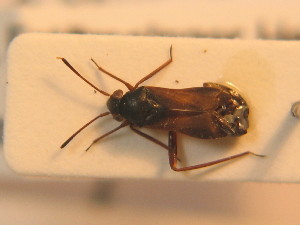  ( - BFB_Heteroptera_Schmolke_0261)  @12 [ ] CreativeCommons - Attribution Non-Commercial Share-Alike (2012) SNSB, Zoologische Staatssammlung Muenchen SNSB, Zoologische Staatssammlung Muenchen