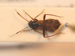  (Pilophorus confusus - BFB_Heteroptera_Schmolke_0263)  @13 [ ] CreativeCommons - Attribution Non-Commercial Share-Alike (2012) SNSB, Zoologische Staatssammlung Muenchen SNSB, Zoologische Staatssammlung Muenchen