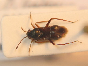  ( - BFB_Heteroptera_Schmolke_0267)  @12 [ ] CreativeCommons - Attribution Non-Commercial Share-Alike (2012) SNSB, Zoologische Staatssammlung Muenchen SNSB, Zoologische Staatssammlung Muenchen
