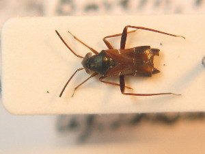  ( - BFB_Heteroptera_Schmolke_0268)  @13 [ ] CreativeCommons - Attribution Non-Commercial Share-Alike (2012) SNSB, Zoologische Staatssammlung Muenchen SNSB, Zoologische Staatssammlung Muenchen