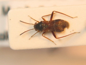  ( - BFB_Heteroptera_Schmolke_0269)  @14 [ ] CreativeCommons - Attribution Non-Commercial Share-Alike (2012) SNSB, Zoologische Staatssammlung Muenchen SNSB, Zoologische Staatssammlung Muenchen