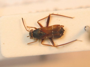  ( - BFB_Heteroptera_Schmolke_0270)  @14 [ ] CreativeCommons - Attribution Non-Commercial Share-Alike (2012) SNSB, Zoologische Staatssammlung Muenchen SNSB, Zoologische Staatssammlung Muenchen