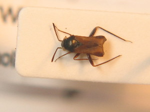  ( - BFB_Heteroptera_Schmolke_0271)  @11 [ ] CreativeCommons - Attribution Non-Commercial Share-Alike (2012) SNSB, Zoologische Staatssammlung Muenchen SNSB, Zoologische Staatssammlung Muenchen