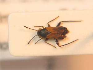  (Pilophorus simulans - BFB_Heteroptera_Schmolke_0272)  @13 [ ] CreativeCommons - Attribution Non-Commercial Share-Alike (2012) SNSB, Zoologische Staatssammlung Muenchen SNSB, Zoologische Staatssammlung Muenchen