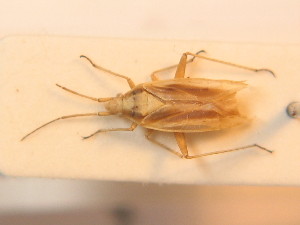  ( - BFB_Heteroptera_Schmolke_0280)  @11 [ ] CreativeCommons - Attribution Non-Commercial Share-Alike (2012) SNSB, Zoologische Staatssammlung Muenchen SNSB, Zoologische Staatssammlung Muenchen