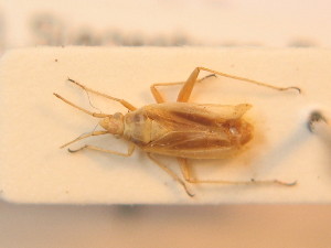  ( - BFB_Heteroptera_Schmolke_0281)  @11 [ ] CreativeCommons - Attribution Non-Commercial Share-Alike (2012) SNSB, Zoologische Staatssammlung Muenchen SNSB, Zoologische Staatssammlung Muenchen
