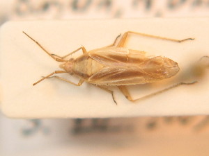  ( - BFB_Heteroptera_Schmolke_0282)  @11 [ ] CreativeCommons - Attribution Non-Commercial Share-Alike (2012) SNSB, Zoologische Staatssammlung Muenchen SNSB, Zoologische Staatssammlung Muenchen