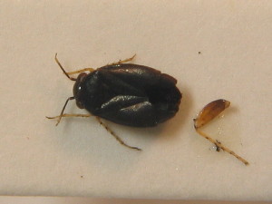  ( - BFB_Heteroptera_Schmolke_0299)  @12 [ ] CreativeCommons - Attribution Non-Commercial Share-Alike (2012) SNSB, Zoologische Staatssammlung Muenchen SNSB, Zoologische Staatssammlung Muenchen