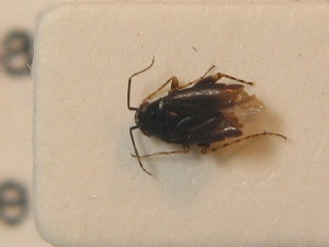 ( - BFB_Heteroptera_Schmolke_0302)  @11 [ ] CreativeCommons - Attribution Non-Commercial Share-Alike (2012) SNSB, Zoologische Staatssammlung Muenchen SNSB, Zoologische Staatssammlung Muenchen