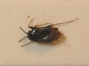  ( - BFB_Heteroptera_Schmolke_0303)  @11 [ ] CreativeCommons - Attribution Non-Commercial Share-Alike (2012) SNSB, Zoologische Staatssammlung Muenchen SNSB, Zoologische Staatssammlung Muenchen