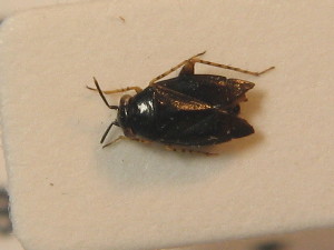  ( - BFB_Heteroptera_Schmolke_0304)  @11 [ ] CreativeCommons - Attribution Non-Commercial Share-Alike (2012) SNSB, Zoologische Staatssammlung Muenchen SNSB, Zoologische Staatssammlung Muenchen