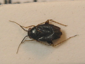  ( - BFB_Heteroptera_Schmolke_0305)  @12 [ ] CreativeCommons - Attribution Non-Commercial Share-Alike (2012) SNSB, Zoologische Staatssammlung Muenchen SNSB, Zoologische Staatssammlung Muenchen