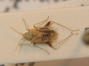  ( - BFB_Heteroptera_Schmolke_0306)  @13 [ ] CreativeCommons - Attribution Non-Commercial Share-Alike (2012) SNSB, Zoologische Staatssammlung Muenchen SNSB, Zoologische Staatssammlung Muenchen