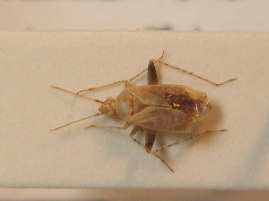  ( - BFB_Heteroptera_Schmolke_0307)  @13 [ ] CreativeCommons - Attribution Non-Commercial Share-Alike (2012) SNSB, Zoologische Staatssammlung Muenchen SNSB, Zoologische Staatssammlung Muenchen