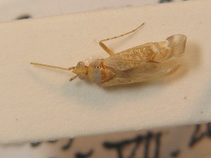  ( - BFB_Heteroptera_Schmolke_0308)  @13 [ ] CreativeCommons - Attribution Non-Commercial Share-Alike (2012) SNSB, Zoologische Staatssammlung Muenchen SNSB, Zoologische Staatssammlung Muenchen