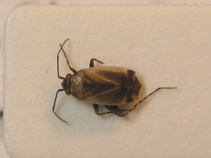  (Europiella albipennis - BFB_Heteroptera_Schmolke_0313)  @11 [ ] CreativeCommons - Attribution Non-Commercial Share-Alike (2012) SNSB, Zoologische Staatssammlung Muenchen SNSB, Zoologische Staatssammlung Muenchen