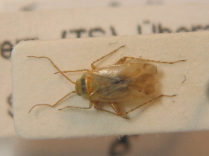  ( - BFB_Heteroptera_Schmolke_0314)  @11 [ ] CreativeCommons - Attribution Non-Commercial Share-Alike (2012) SNSB, Zoologische Staatssammlung Muenchen SNSB, Zoologische Staatssammlung Muenchen