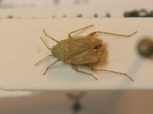  ( - BFB_Heteroptera_Schmolke_0315)  @11 [ ] CreativeCommons - Attribution Non-Commercial Share-Alike (2012) SNSB, Zoologische Staatssammlung Muenchen SNSB, Zoologische Staatssammlung Muenchen