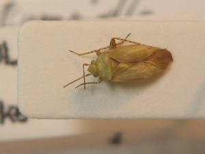  ( - BFB_Heteroptera_Schmolke_0316)  @11 [ ] CreativeCommons - Attribution Non-Commercial Share-Alike (2012) SNSB, Zoologische Staatssammlung Muenchen SNSB, Zoologische Staatssammlung Muenchen