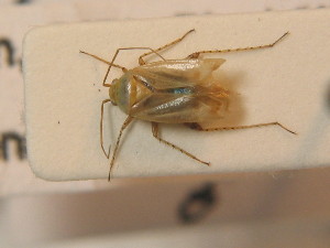  ( - BFB_Heteroptera_Schmolke_0317)  @11 [ ] CreativeCommons - Attribution Non-Commercial Share-Alike (2012) SNSB, Zoologische Staatssammlung Muenchen SNSB, Zoologische Staatssammlung Muenchen
