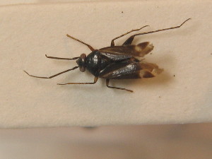  ( - BFB_Heteroptera_Schmolke_0320)  @11 [ ] CreativeCommons - Attribution Non-Commercial Share-Alike (2012) SNSB, Zoologische Staatssammlung Muenchen SNSB, Zoologische Staatssammlung Muenchen
