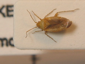  ( - BFB_Heteroptera_Schmolke_0330)  @13 [ ] CreativeCommons - Attribution Non-Commercial Share-Alike (2012) SNSB, Zoologische Staatssammlung Muenchen SNSB, Zoologische Staatssammlung Muenchen